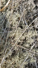 Cladonia terrae-novae