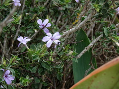 Barleria irritans