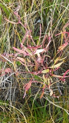 Atriplex dioica