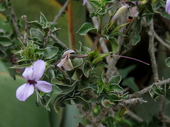 Barleria irritans