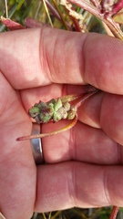 Atriplex dioica