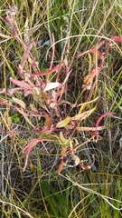 Atriplex dioica