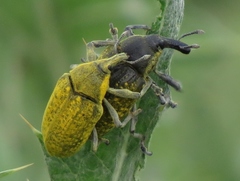 Larinus latus