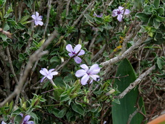 Barleria irritans