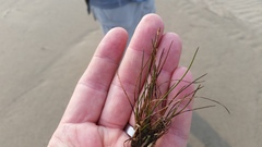 Triglochin gaspensis