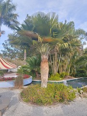 Copernicia baileyana