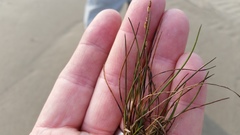 Triglochin gaspensis