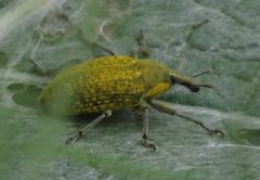 Larinus latus