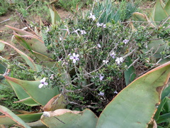 Barleria irritans