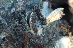 Pseudochama exogyra image