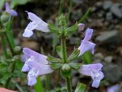 Salvia stenophylla