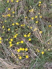 Potentilla crantzii