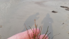 Triglochin gaspensis