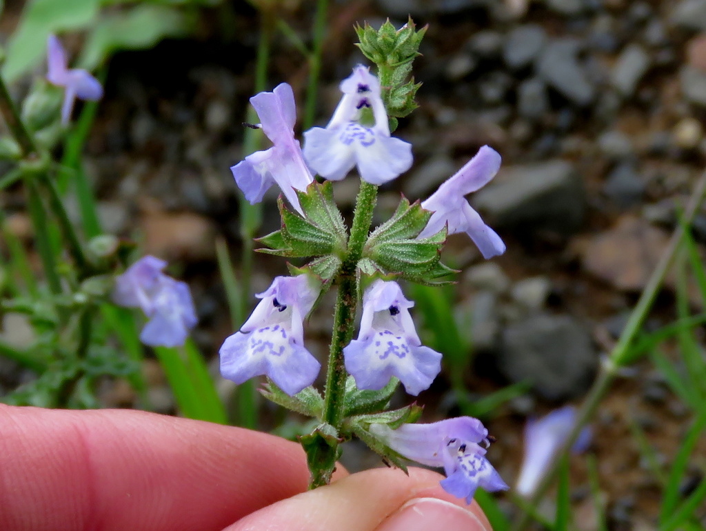 Fineleaf Sage