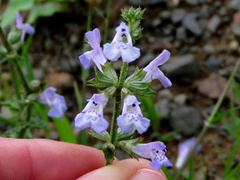 Salvia stenophylla