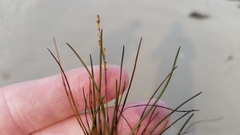 Triglochin gaspensis