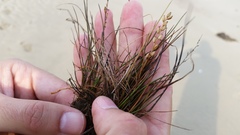 Triglochin gaspensis