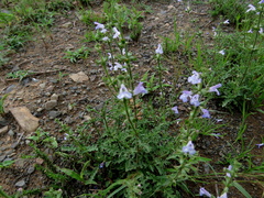 Salvia stenophylla