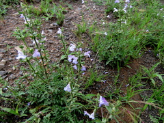 Salvia stenophylla
