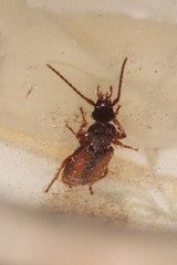 Polistichus connexus