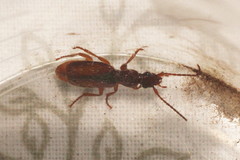 Polistichus connexus