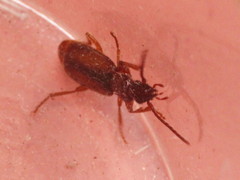 Polistichus connexus