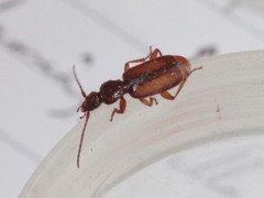 Polistichus connexus