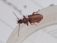 Polistichus connexus