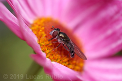 Platycheirus fenestrata