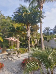 Syagrus schizophylla