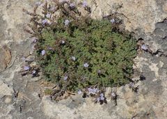 Limonium minutum