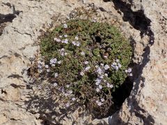 Limonium minutum