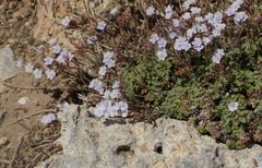 Limonium minutum