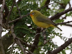 Zosterops flavilateralis