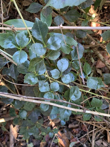 Eleutherococcus trifoliatus image