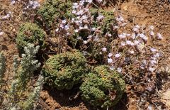 Limonium minutum
