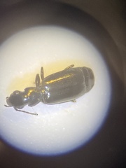 Syntomus americanus