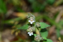 Lepidagathis fasciculata