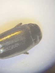 Syntomus americanus