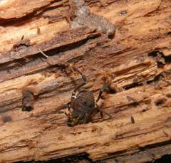 Discocyrtus testudineus