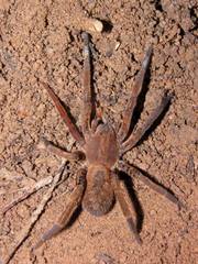 Ancylometes concolor