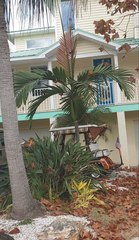 Chambeyronia macrocarpa