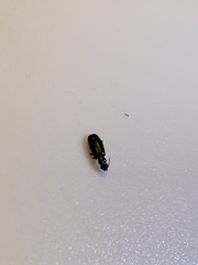 Syntomus americanus