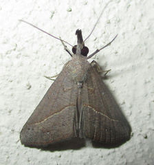 Hypena obacerralis
