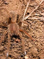 Ancylometes concolor