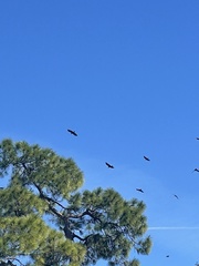 Corvus brachyrhynchos