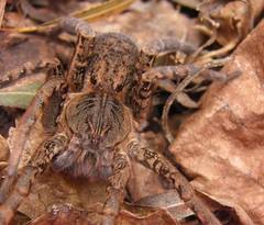 Ancylometes concolor
