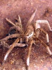 Ancylometes concolor