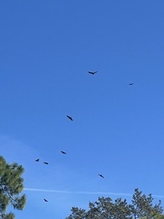 Corvus brachyrhynchos