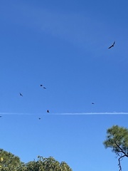 Corvus brachyrhynchos